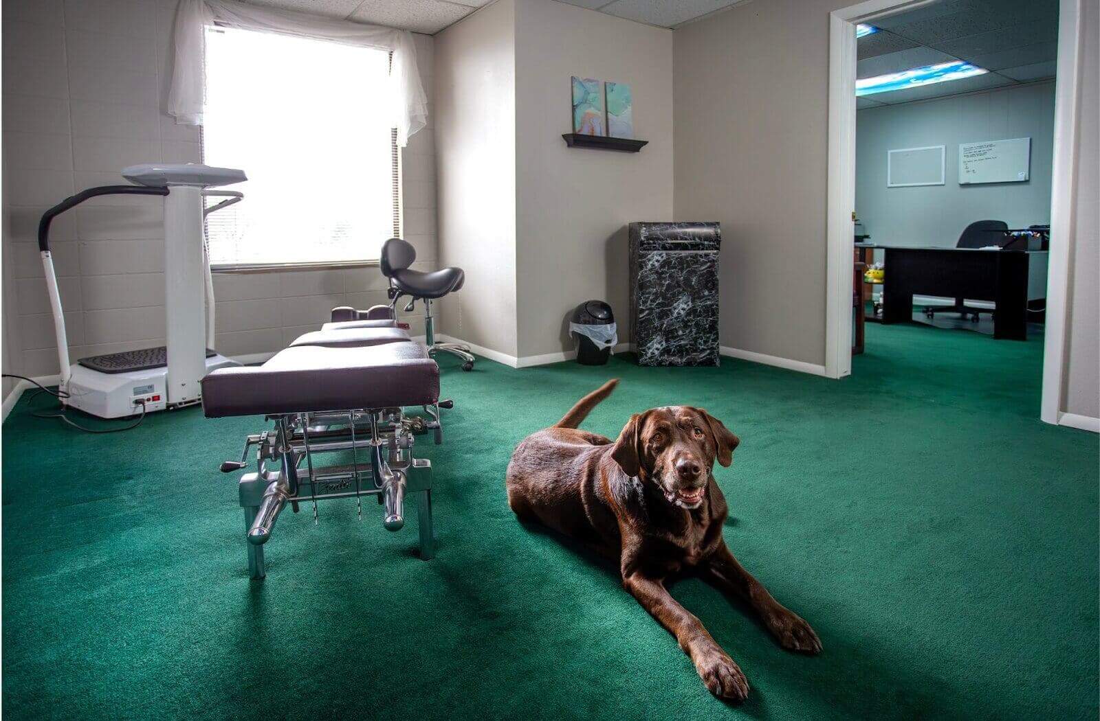 Diesel - Office Greeter & Healing Companion